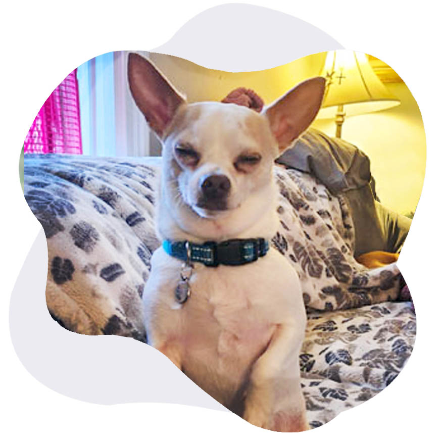 contact scrappy's haven