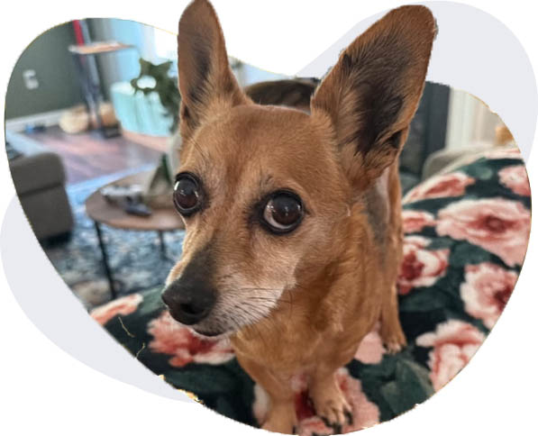 Happy Chihuahua at Scrappy's Haven