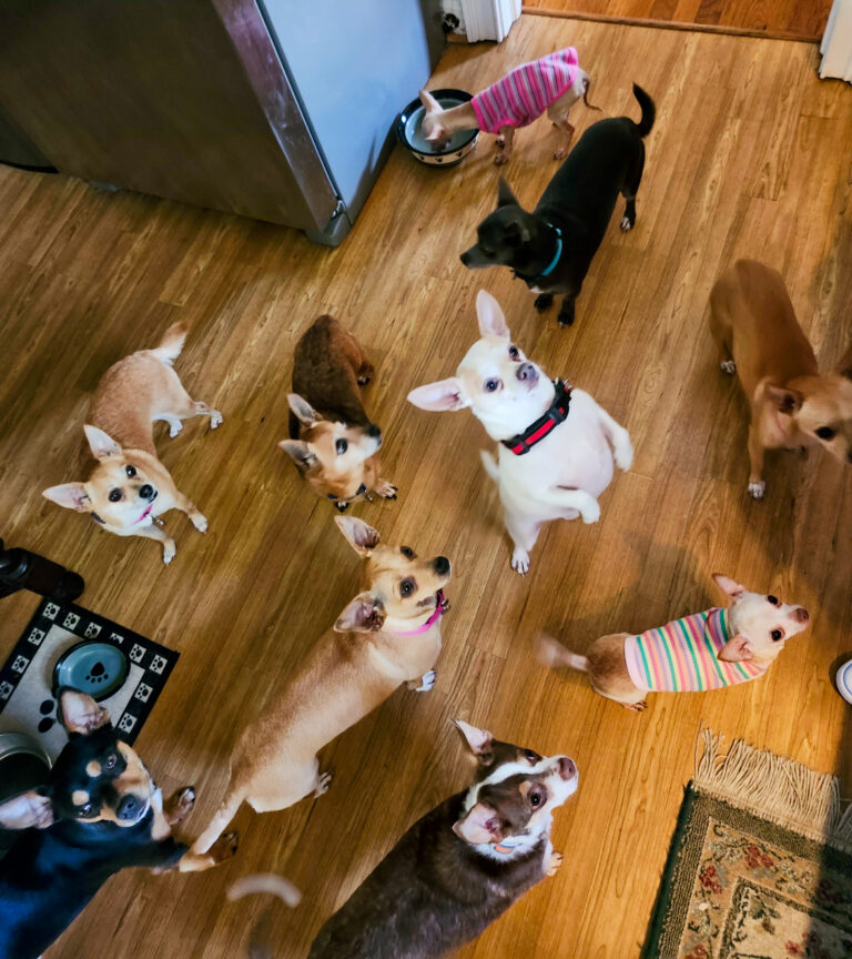 Our canine residents highly approve of mealtimes!